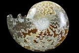 Polished, Agatized Ammonite (Cleoniceras) - Madagascar #97328-1